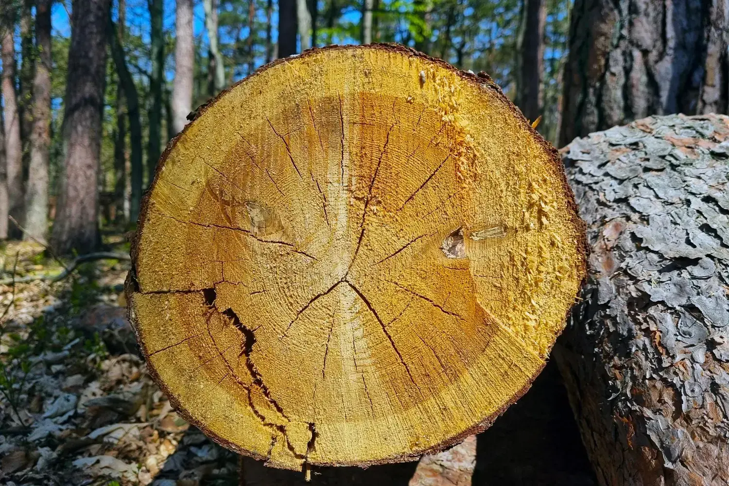 Apaļkoki krautuvē