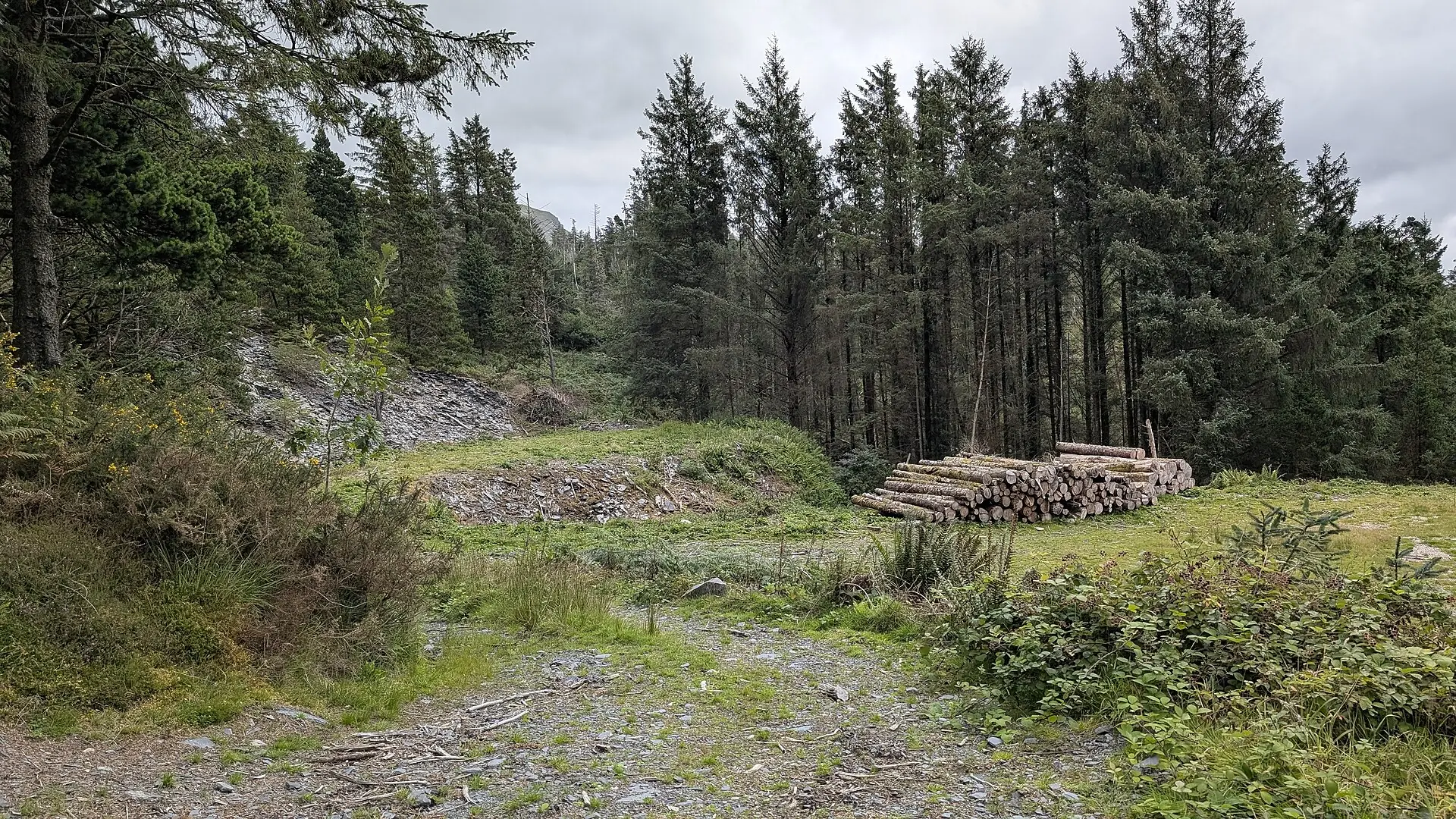 Sakrauti baļķi pie meža ceļa – ienākums no kokmateriālu pārdošanas tiek aplikts ar IIN