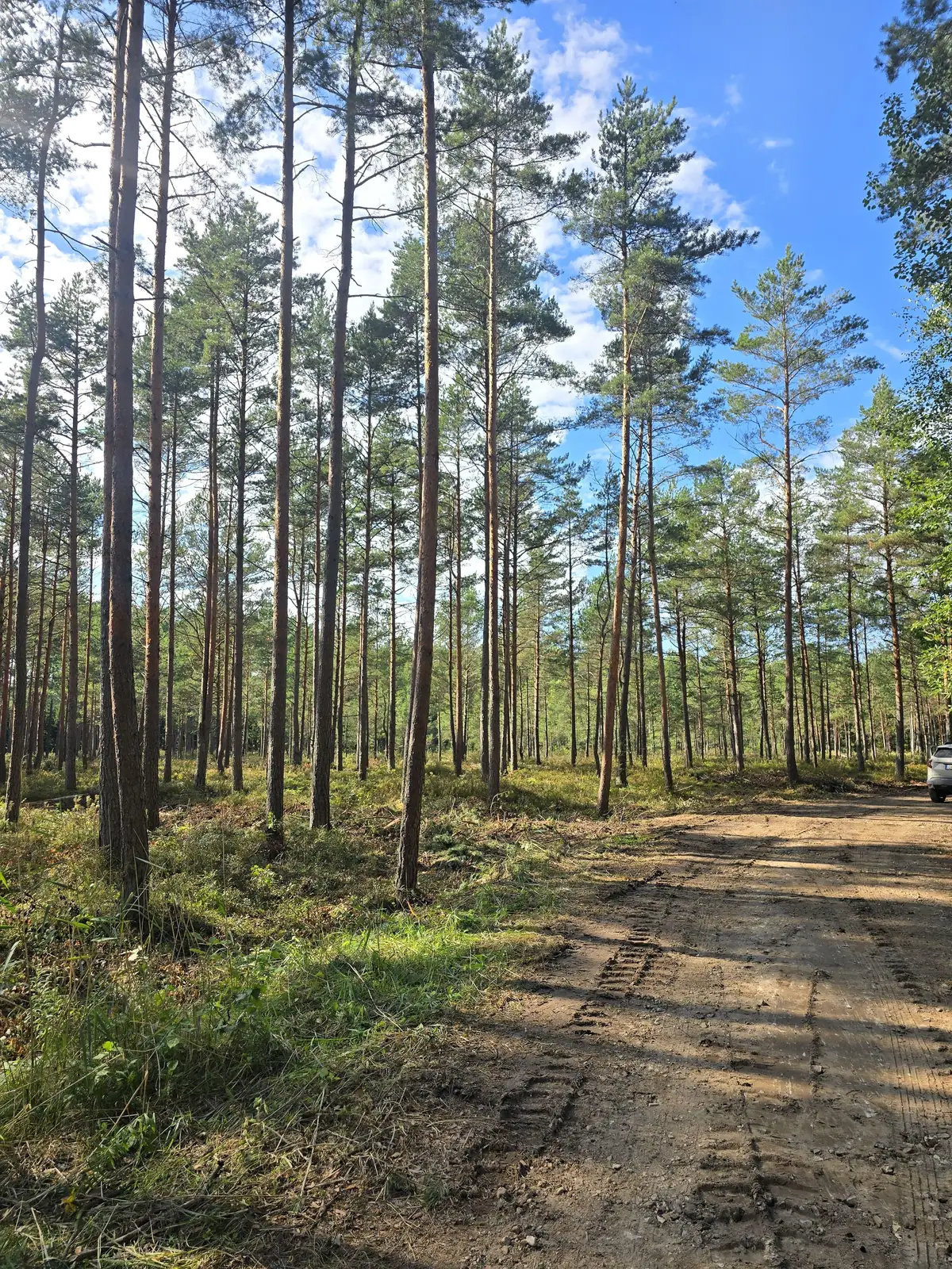 Priežu audze Berģos pēc krājas kopšanas cirtes – foto 1