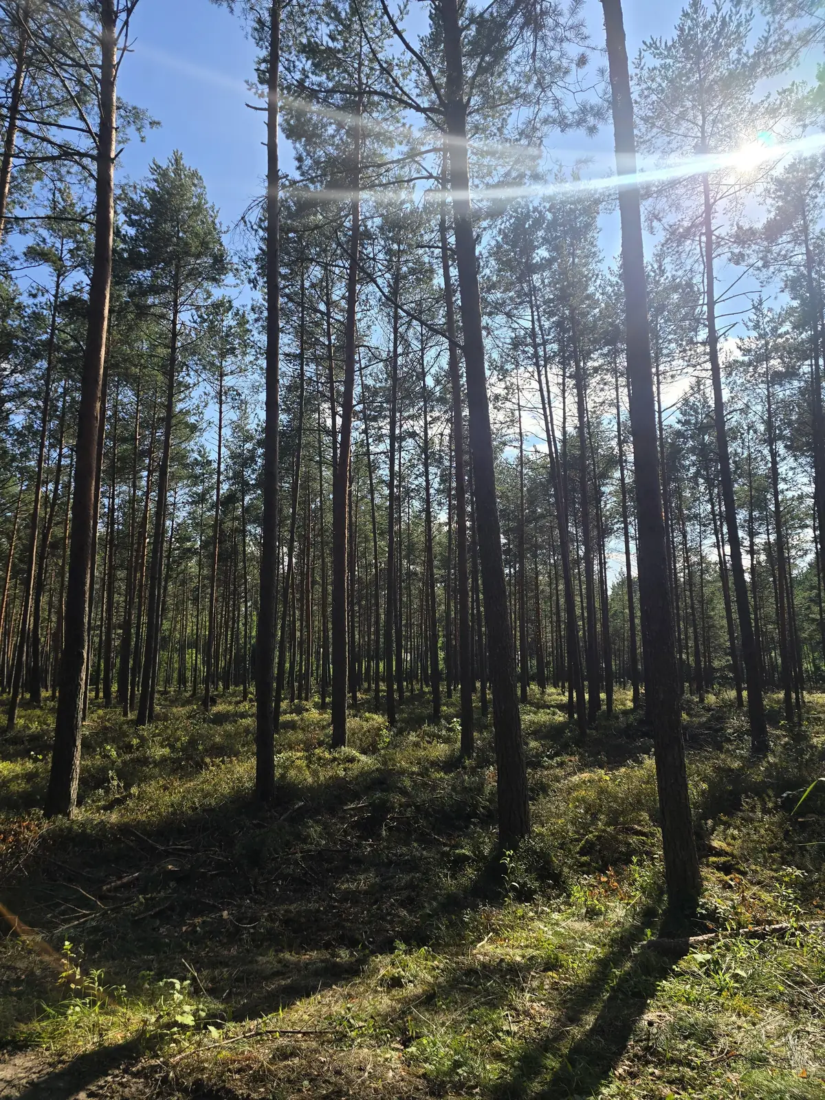 Priežu audze Berģos pēc krājas kopšanas cirtes – foto 3