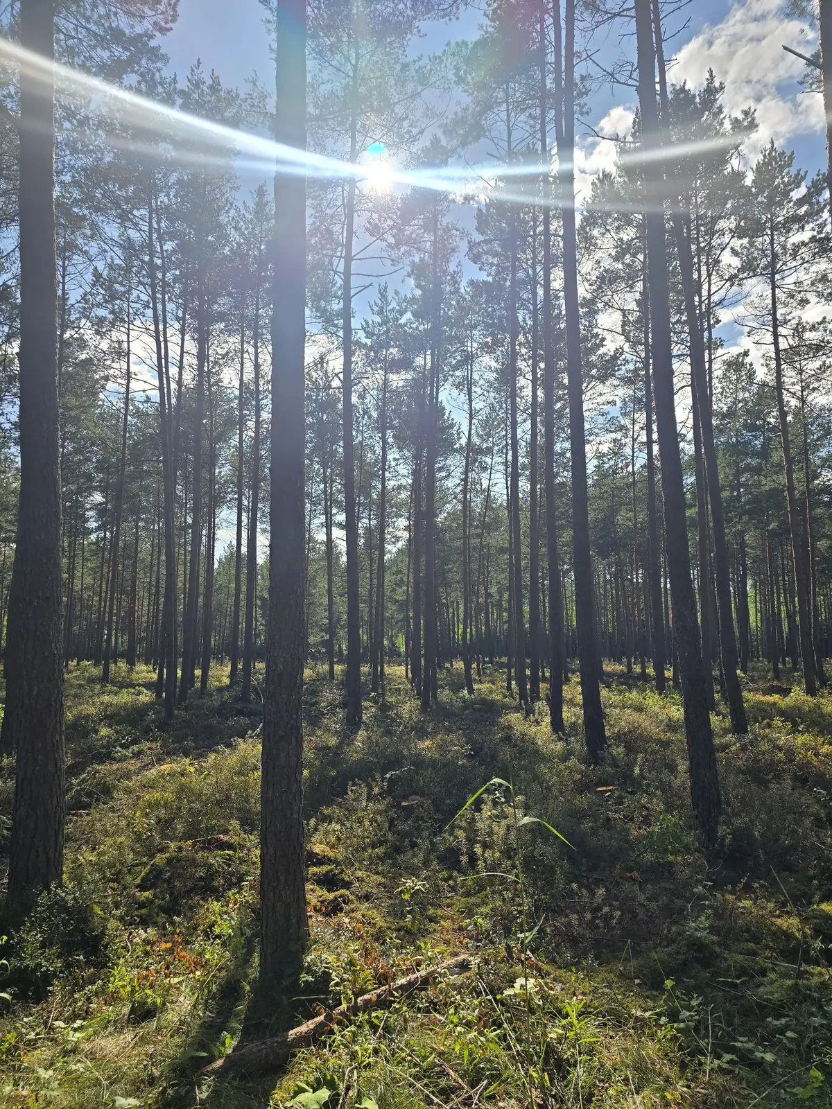 Priežu audze Berģos pēc krājas kopšanas cirtes – foto 4