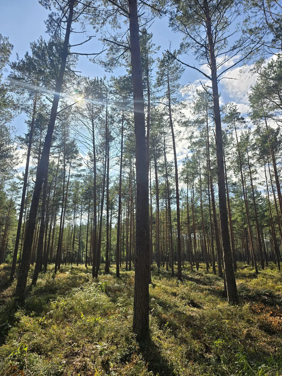 Priežu audze Berģos pēc krājas kopšanas cirtes – foto 5