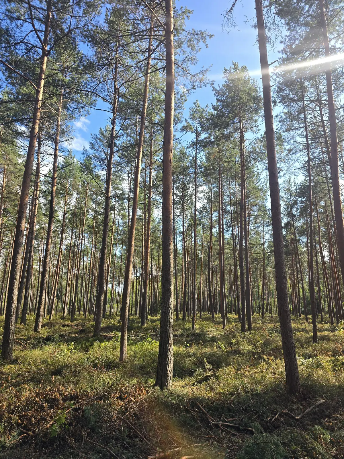 Priežu audze Berģos pēc krājas kopšanas cirtes – foto 6