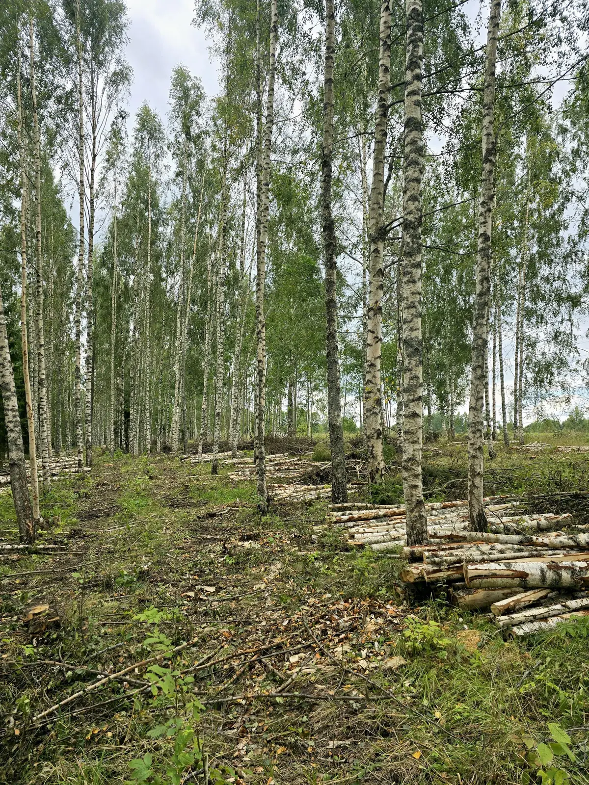 Bērzu audze Koknesē pēc kopšanas cirtes – foto 1
