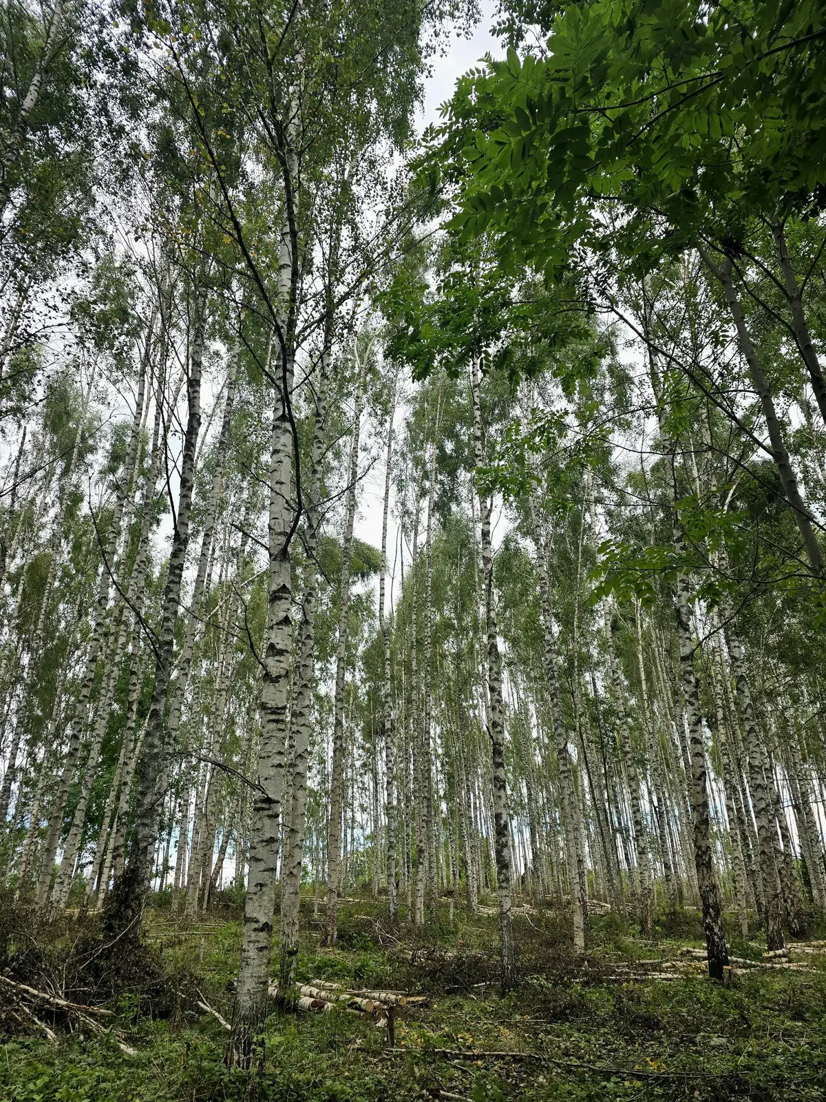 Bērzu audze Koknesē pēc kopšanas cirtes – foto 3