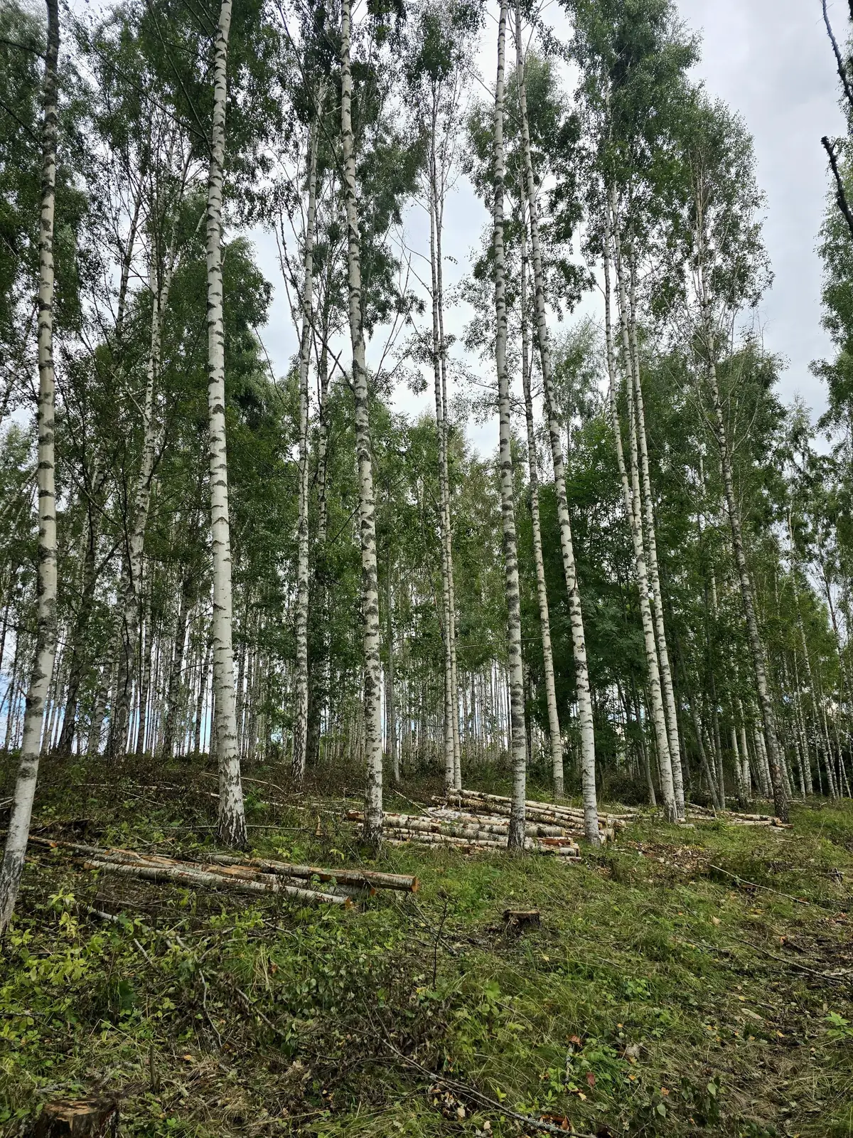 Bērzu audze Koknesē pēc kopšanas cirtes – foto 5