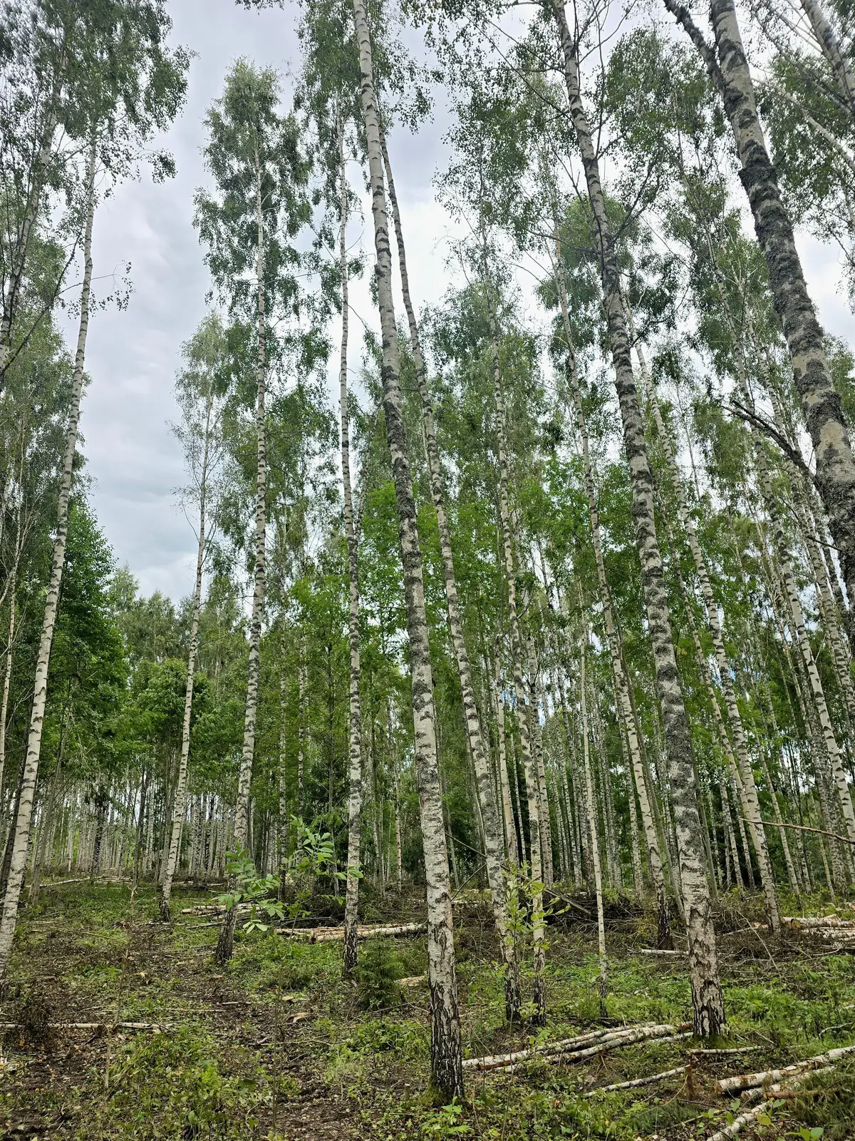 Bērzu audze Koknesē pēc kopšanas cirtes – foto 6