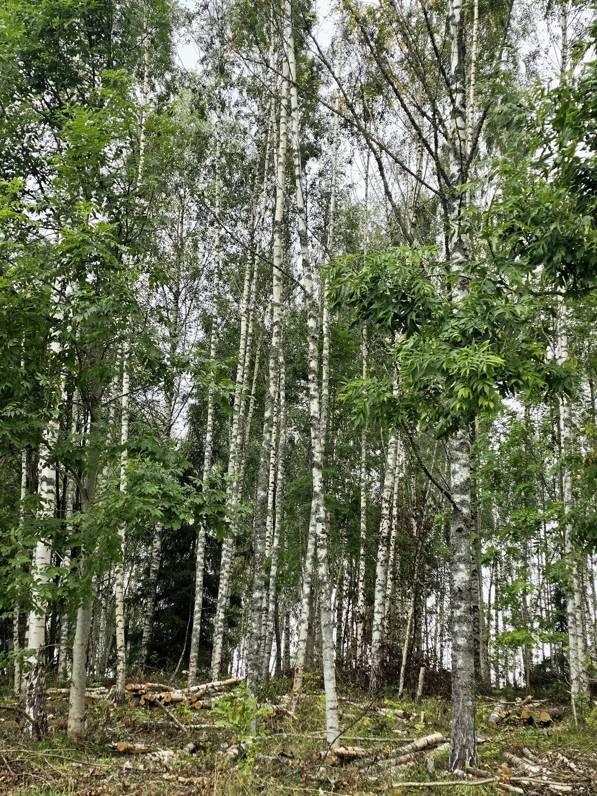 Bērzu audze Koknesē pēc kopšanas cirtes – foto 7