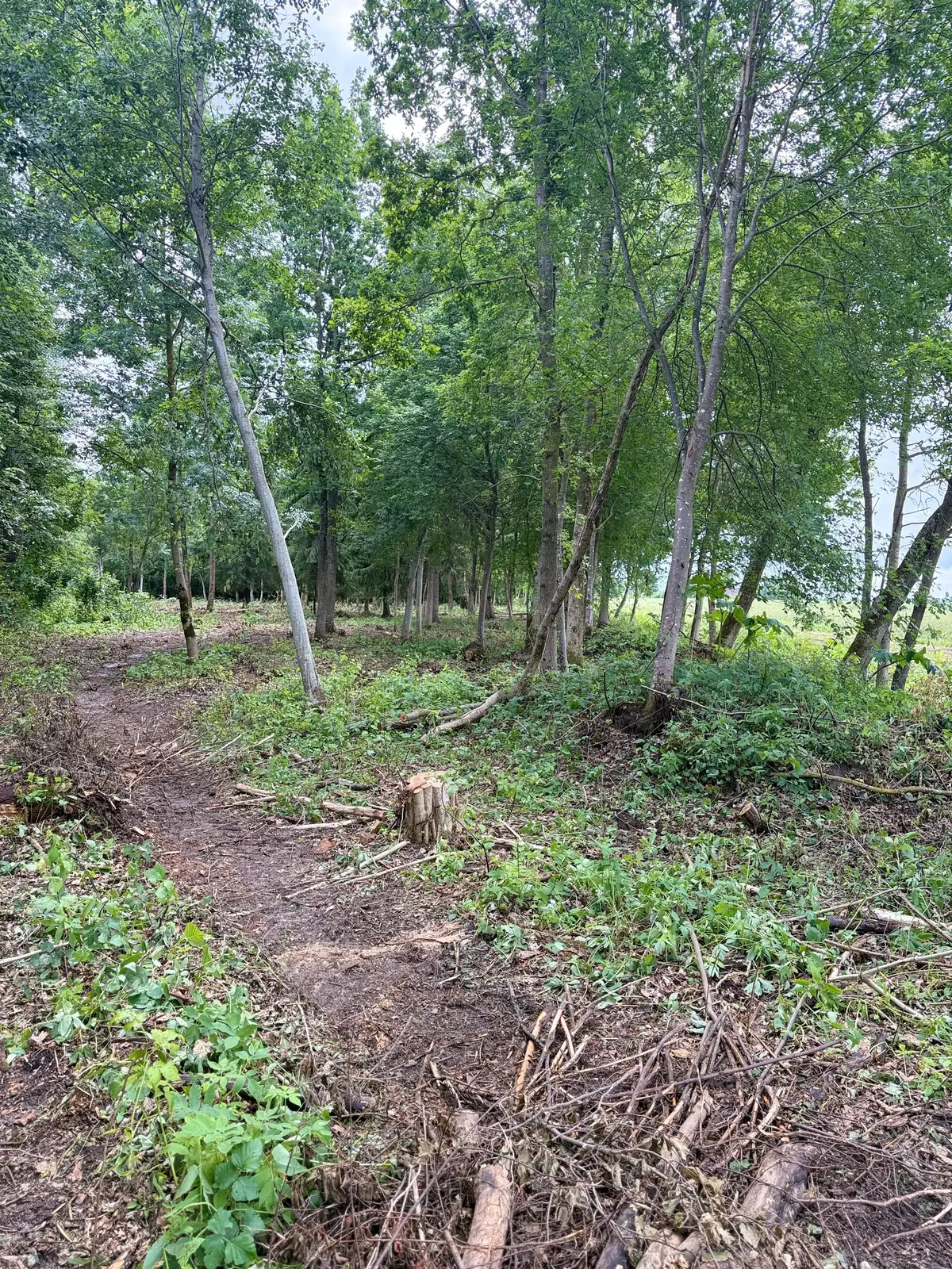 Ozolu un ošu audze pēc pameža izciršanas Saulainē – foto 2