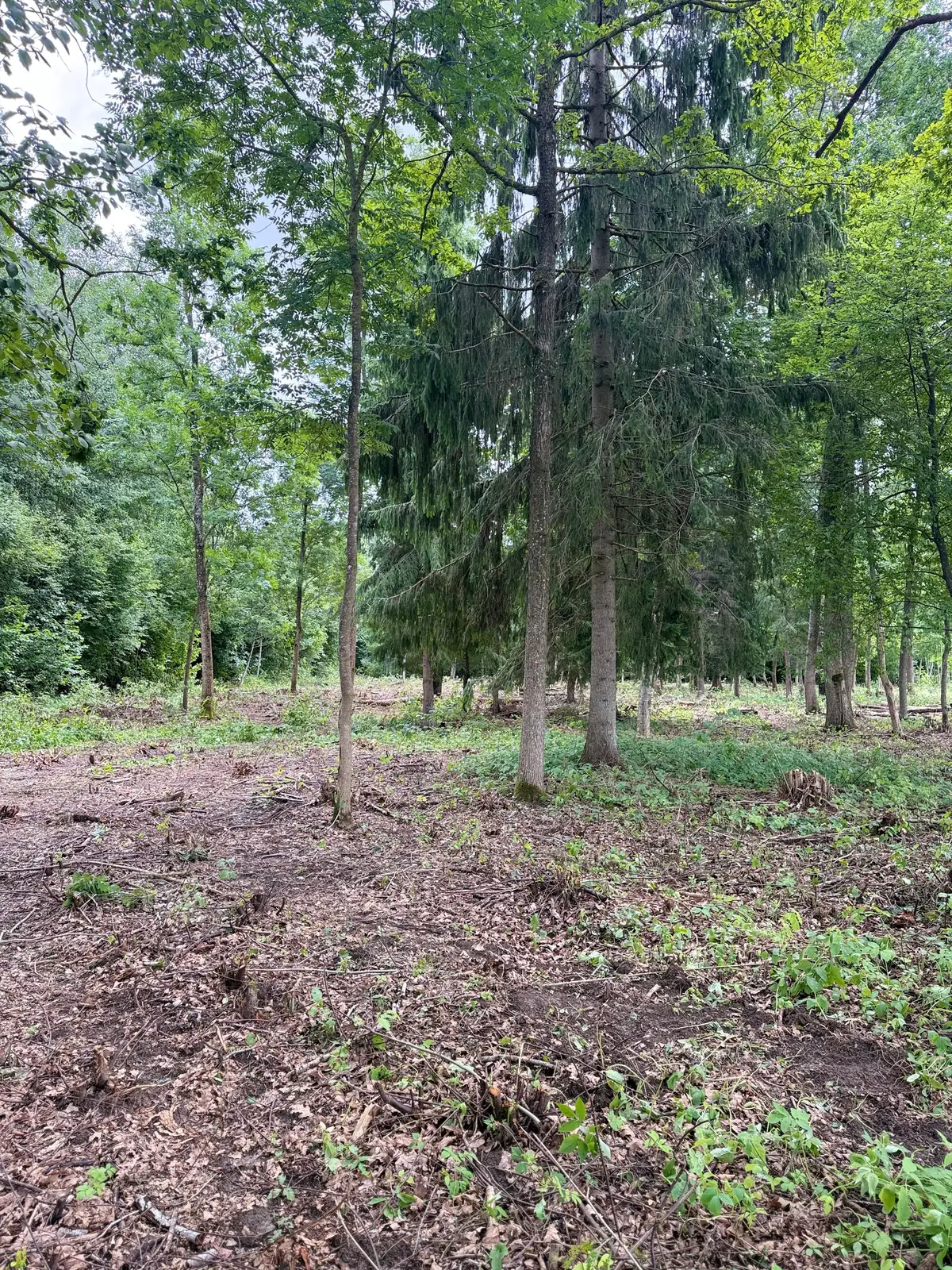 Ozolu un ošu audze pēc pameža izciršanas Saulainē – foto 4