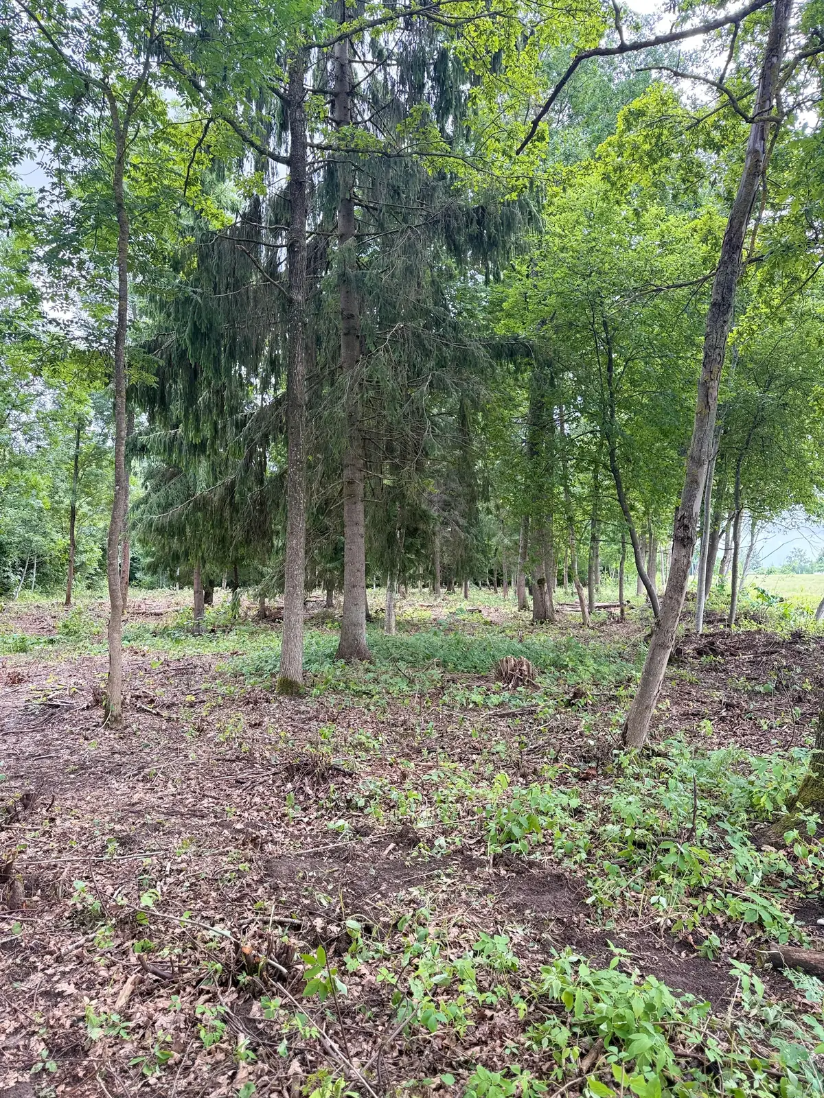 Ozolu un ošu audze pēc pameža izciršanas Saulainē – foto 5