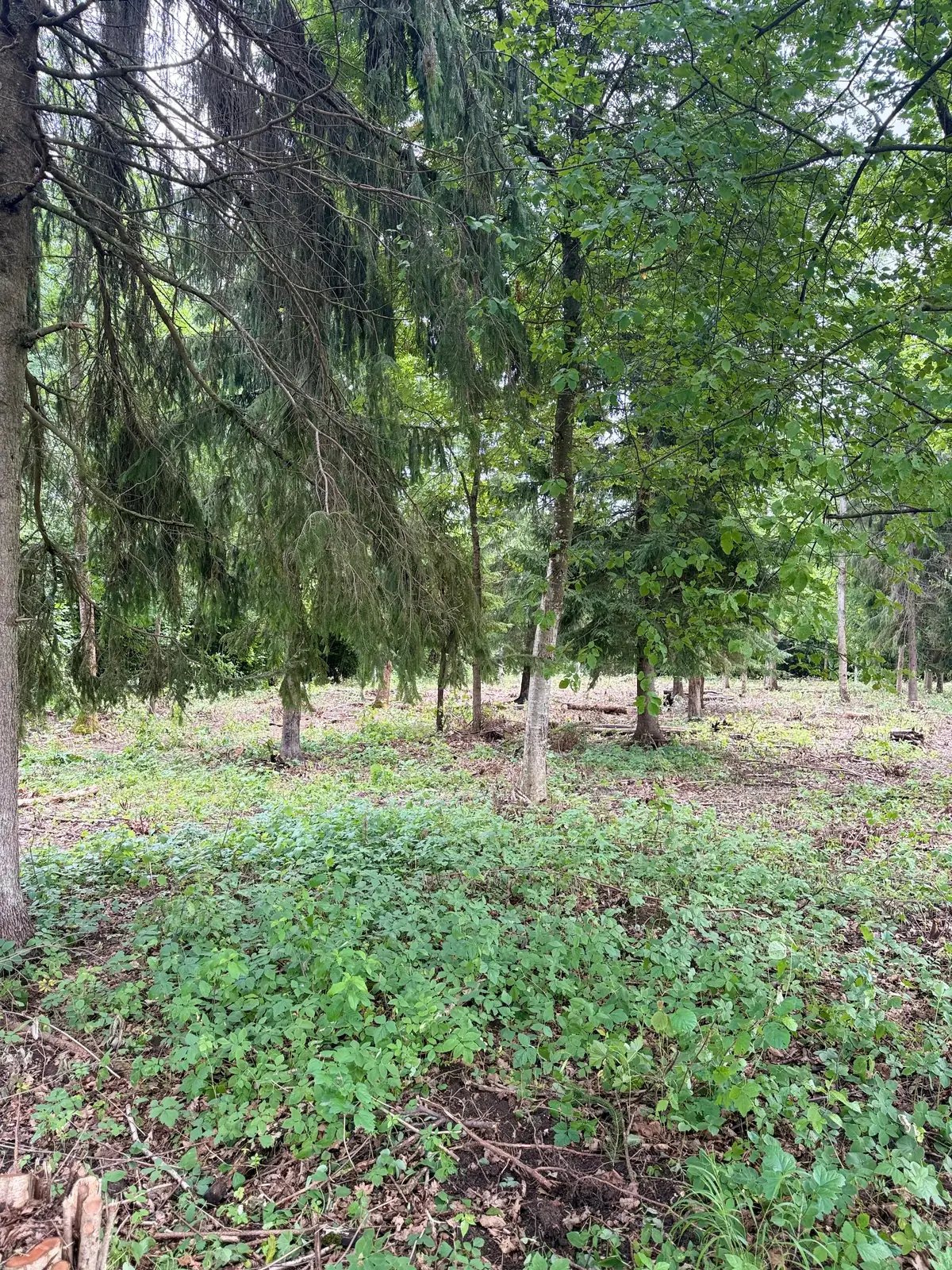 Ozolu un ošu audze pēc pameža izciršanas Saulainē – foto 6